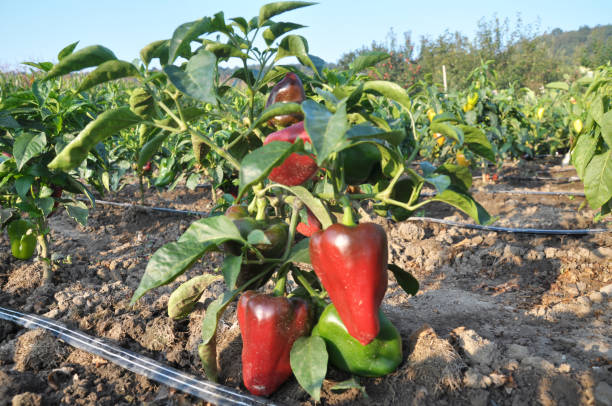 Cultivo de pimientos con riego por goteo